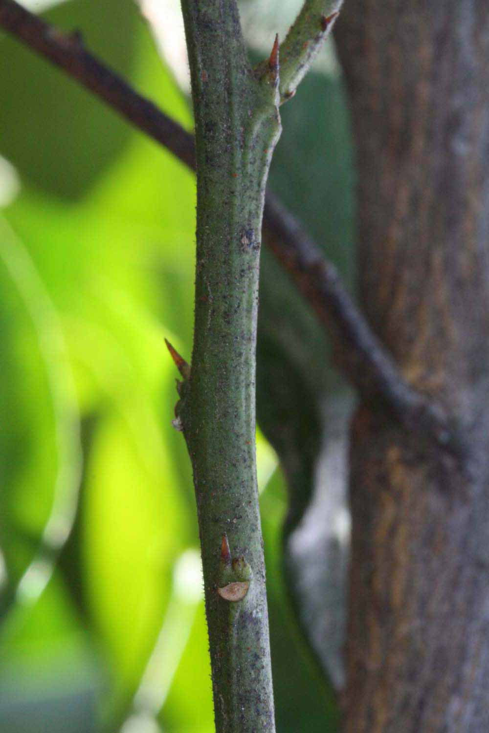              First year twig (Whitney Marsh, Riverside, CA)   